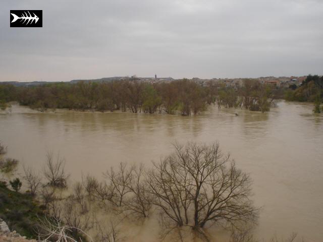 Ebre en crue 023.jpg